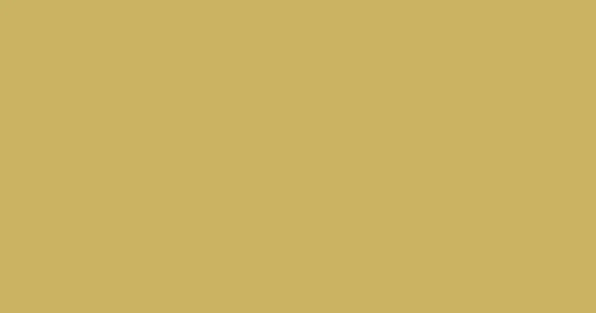#cab462 sundance color image