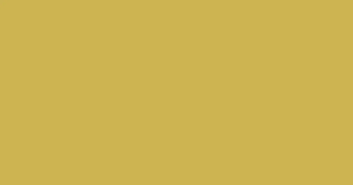 #ccb351 turmeric color image